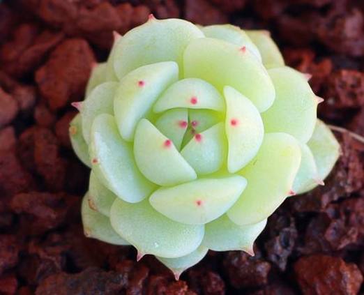 静夜多肉砍头后如何快速生根？-第1张图片-吾爱花网