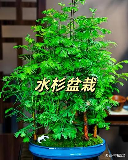 盆栽水杉怎么养？关键方法有哪些？-第2张图片-吾爱花网