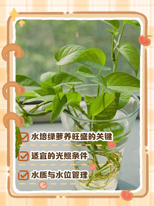 水培绿萝在家怎么养才茂盛？-第1张图片-吾爱花网