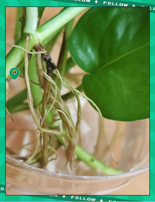 水培绿萝在家怎么养才茂盛？-第2张图片-吾爱花网