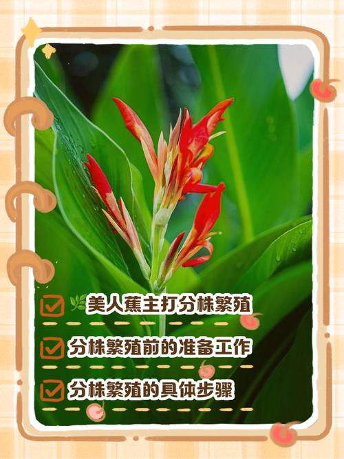 水培美人蕉冬季怎么养护？-第1张图片-吾爱花网