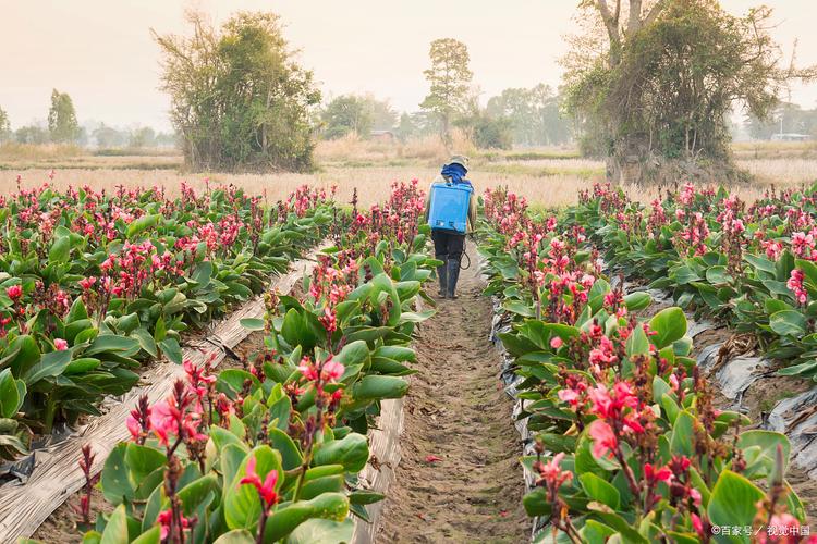 水培美人蕉冬季怎么养护？-第2张图片-吾爱花网