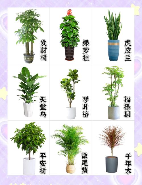 盆栽绿植图鉴大全有哪些？-第1张图片-吾爱花网