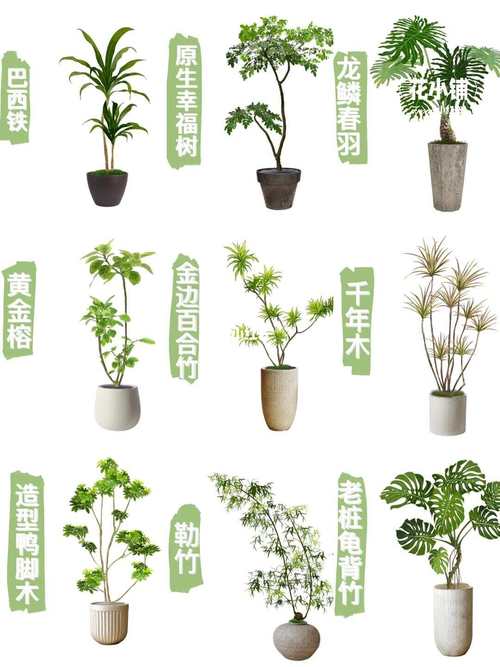 盆栽绿植图鉴大全有哪些？-第2张图片-吾爱花网