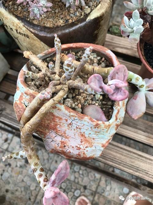 夏天哪些多肉适合砍头？-第3张图片-吾爱花网