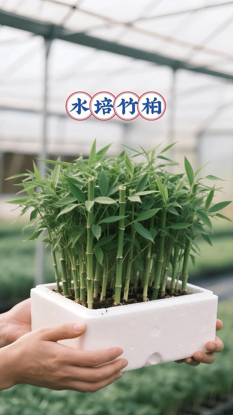 竹子盆栽有哪些常见品种及图片？-第1张图片-吾爱花网