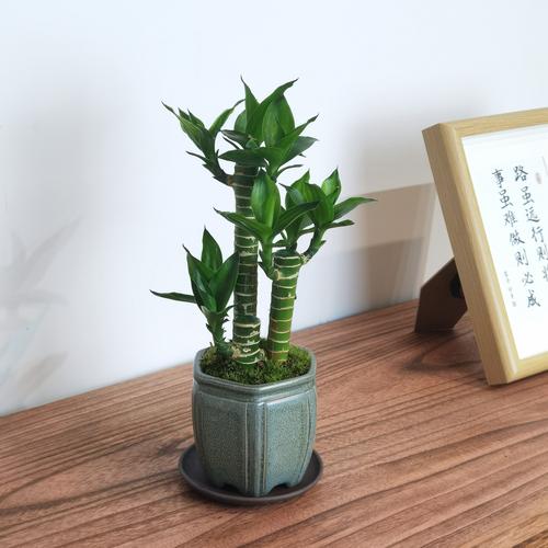 竹子盆栽有哪些常见品种及图片？-第2张图片-吾爱花网