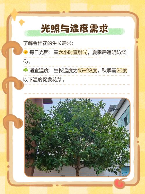 桂花盆栽桂花怎么施肥-第2张图片-吾爱花网