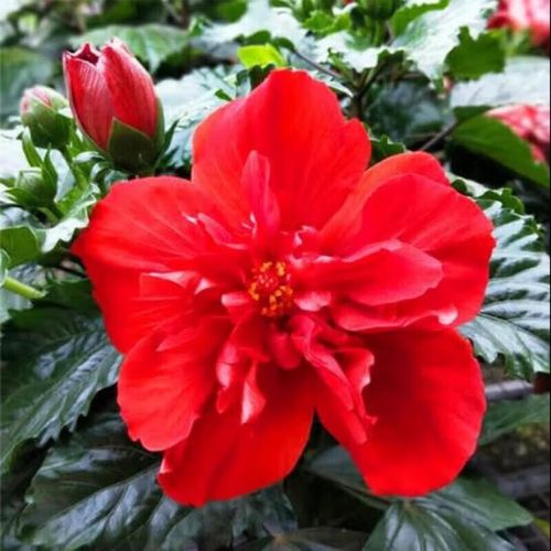 扶桑小苗用大盆栽会伤根吗？-第2张图片-吾爱花网