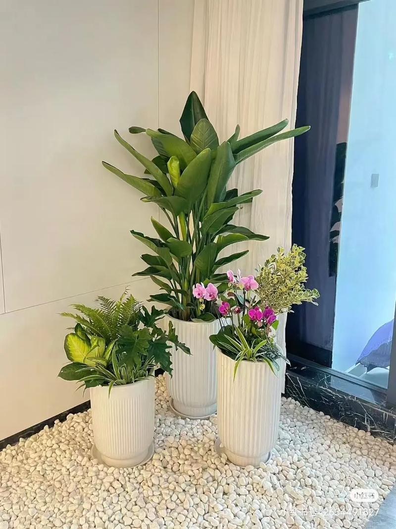 寓意好的水培花办公室有哪些推荐？-第1张图片-吾爱花网