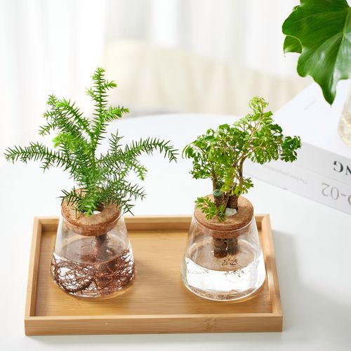 寓意好的水培花办公室有哪些推荐？-第2张图片-吾爱花网