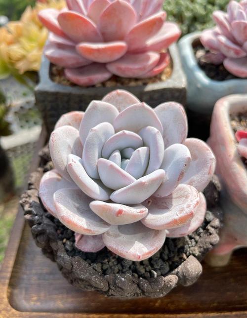 天山雪莲多肉图片大全-第1张图片-吾爱花网