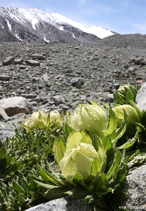天山雪莲多肉图片大全-第2张图片-吾爱花网