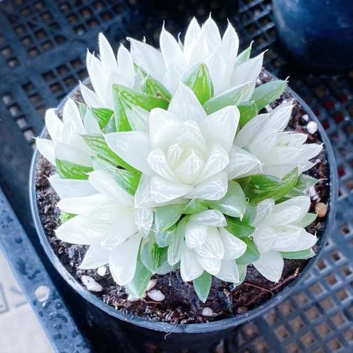 天山雪莲多肉图片大全-第3张图片-吾爱花网