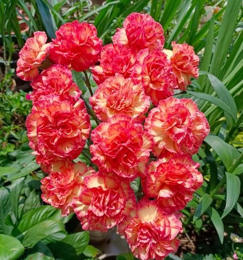 盆栽康乃馨几月开？花期多久？-第1张图片-吾爱花网