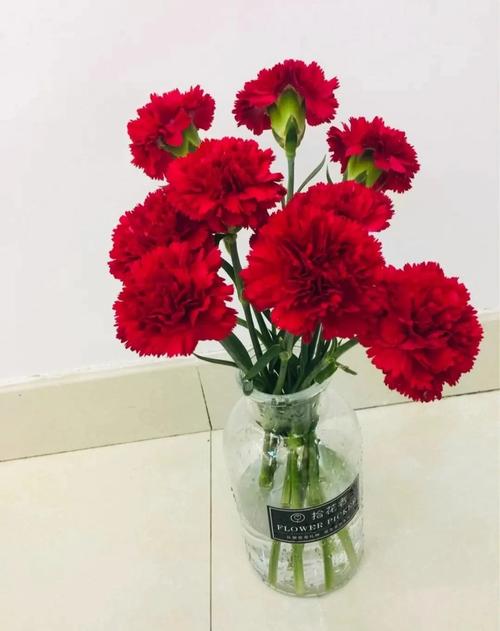 盆栽康乃馨几月开？花期多久？-第2张图片-吾爱花网