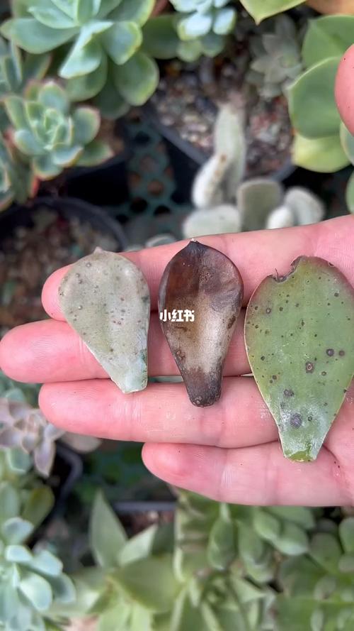 多肉叶子密集斑点是病害还是养护问题？-第1张图片-吾爱花网