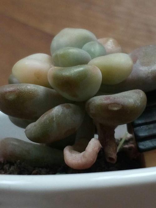 多肉叶子密集斑点是病害还是养护问题？-第2张图片-吾爱花网