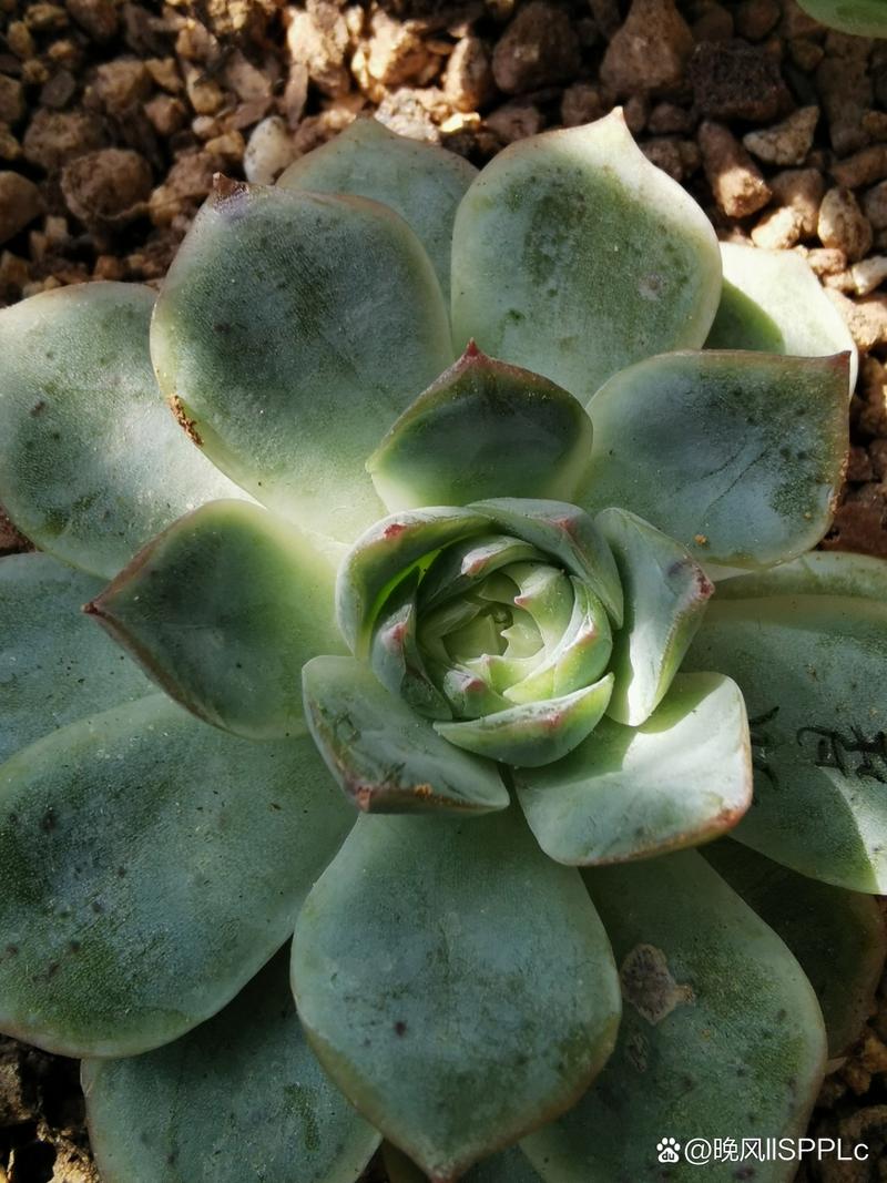 多肉叶子密集斑点是病害还是养护问题？-第3张图片-吾爱花网