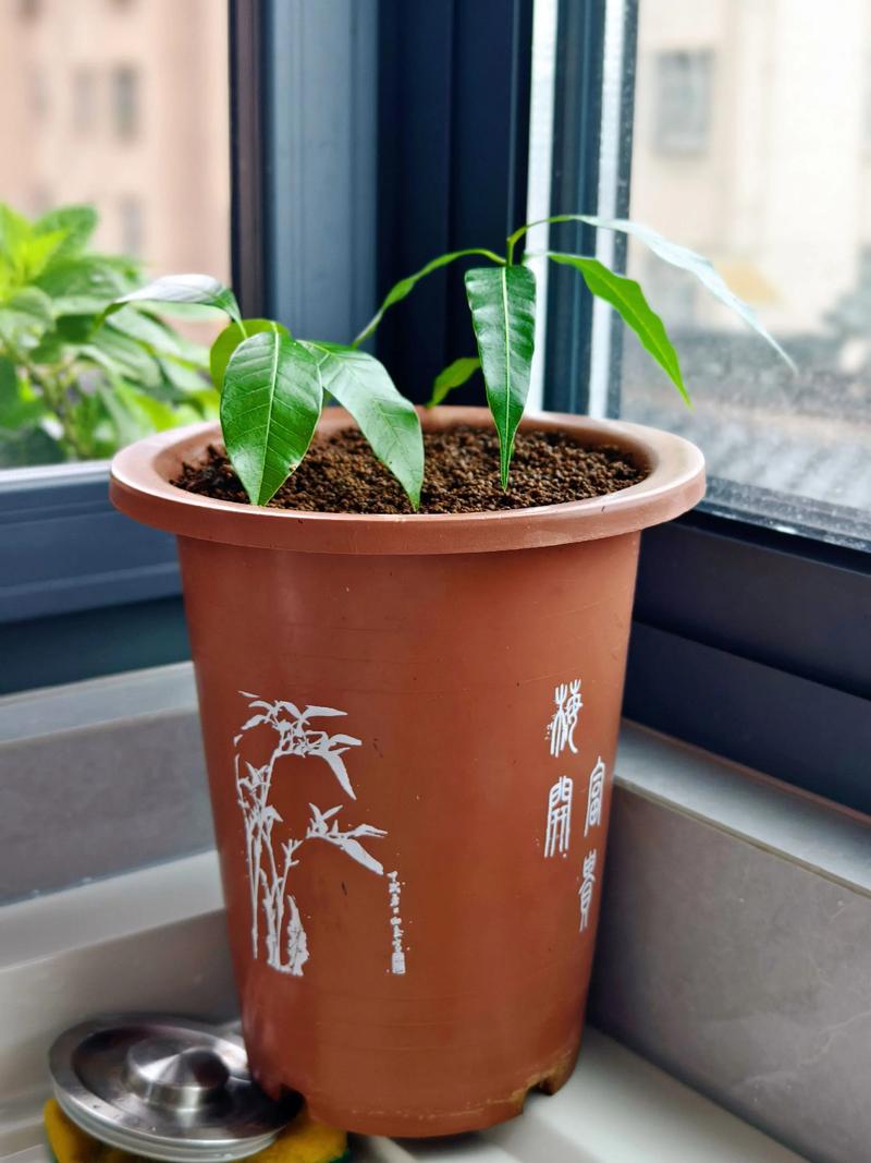 水培植物内盆需要换土吗？-第2张图片-吾爱花网