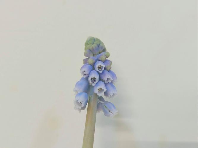 刚买的风信子水培怎么养？-第1张图片-吾爱花网