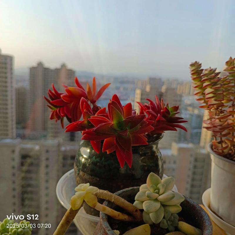 火祭开花后怎么繁殖？-第1张图片-吾爱花网