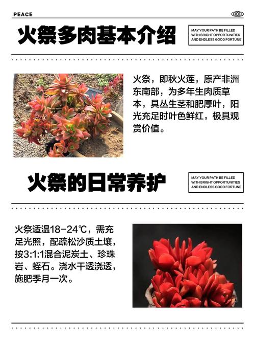 火祭开花后怎么繁殖？-第2张图片-吾爱花网