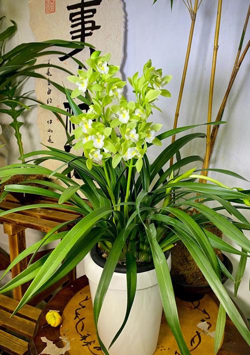 大花蕙兰盆栽养殖视频-第1张图片-吾爱花网