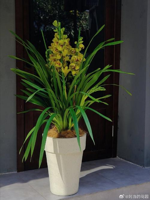 大花蕙兰盆栽养殖视频-第3张图片-吾爱花网
