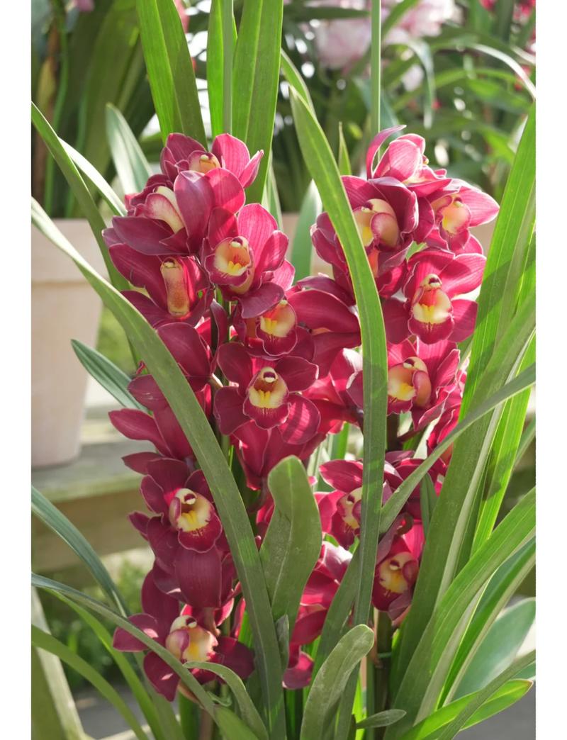 大花蕙兰盆栽养殖视频-第2张图片-吾爱花网