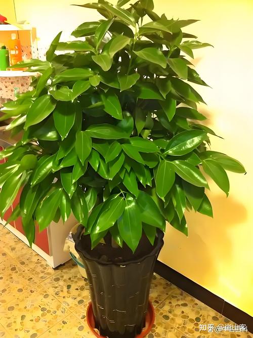 阳台盆栽花卉怎么选？-第1张图片-吾爱花网