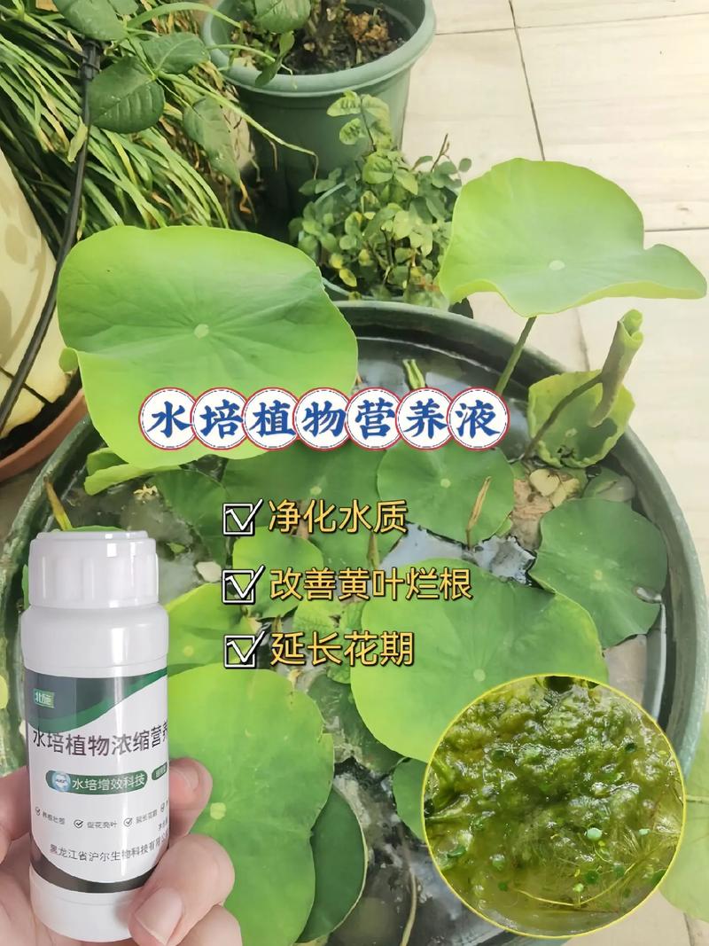 水培花必须加营养液吗？-第1张图片-吾爱花网