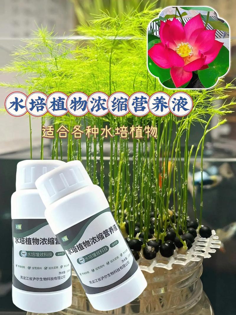 水培花必须加营养液吗？-第2张图片-吾爱花网