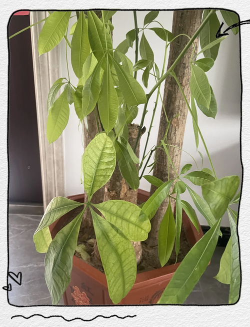 盆栽树叶子发黄掉叶怎么办？-第1张图片-吾爱花网