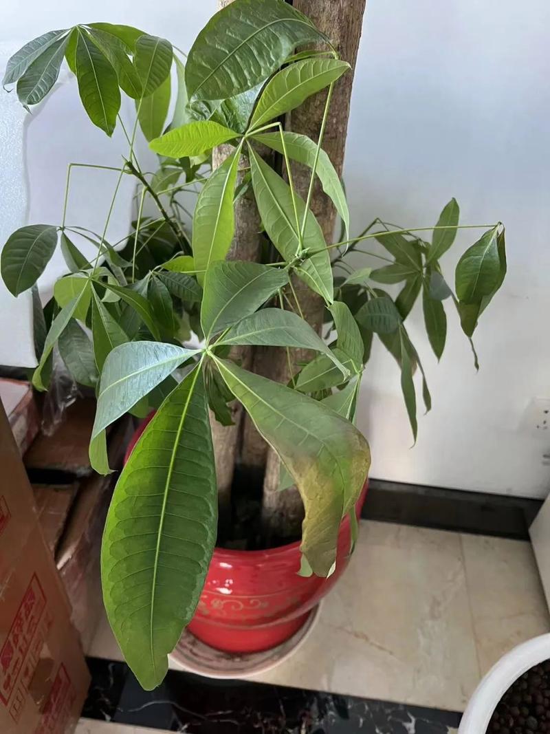 盆栽树叶子发黄掉叶怎么办？-第2张图片-吾爱花网