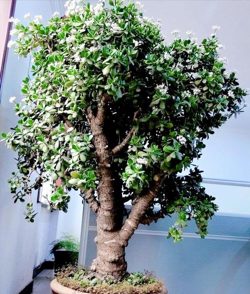 秋天适合养哪些植物盆栽？-第1张图片-吾爱花网