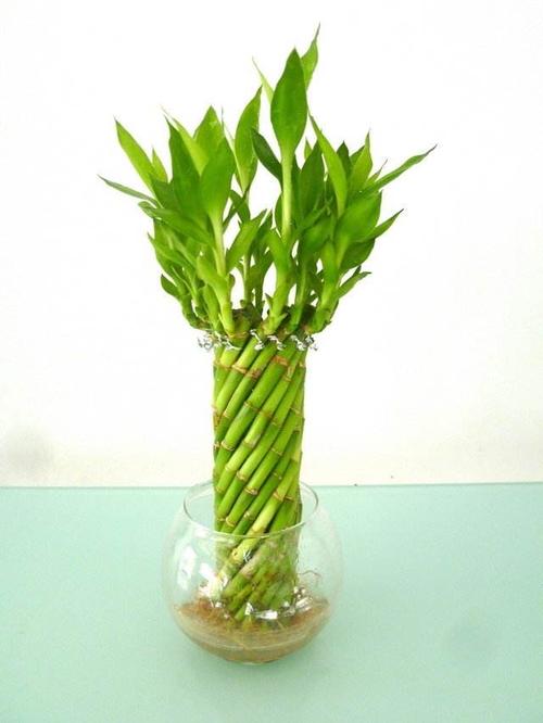 复合肥水培会烧根吗？-第3张图片-吾爱花网