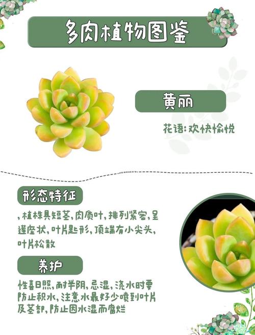 秋天多肉光照多久合适？-第2张图片-吾爱花网