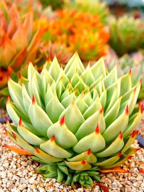 秋天多肉光照多久合适？-第3张图片-吾爱花网