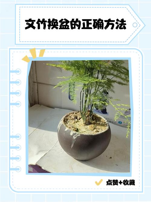 水培文竹如何转土？-第1张图片-吾爱花网