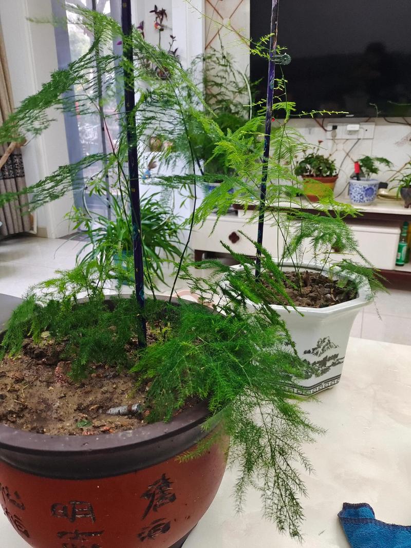 水培文竹如何转土？-第2张图片-吾爱花网