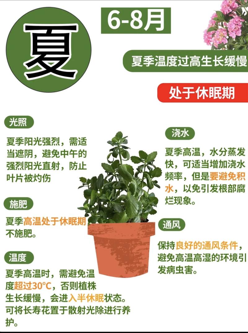 长寿花几月进入休眠期？-第1张图片-吾爱花网