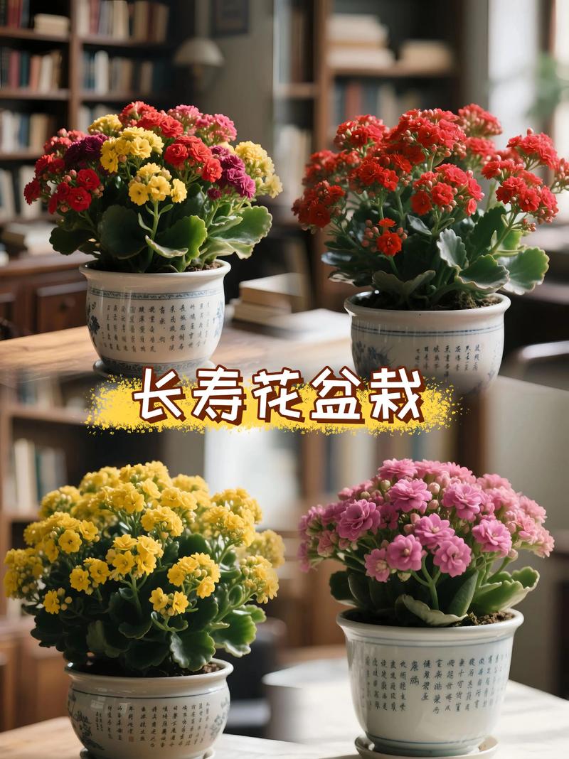 长寿花几月进入休眠期？-第3张图片-吾爱花网