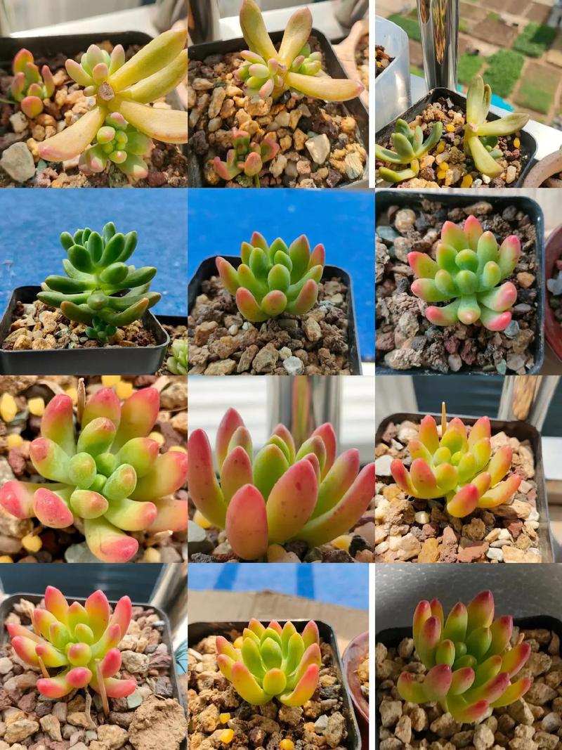 多肉植物几月繁殖最佳？-第1张图片-吾爱花网