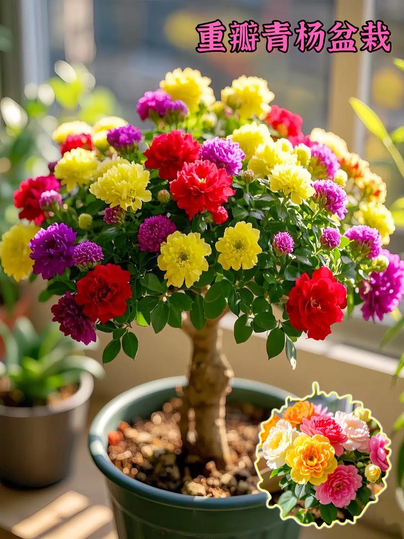 冬天阳台盆栽，哪些花好养又开花？-第1张图片-吾爱花网