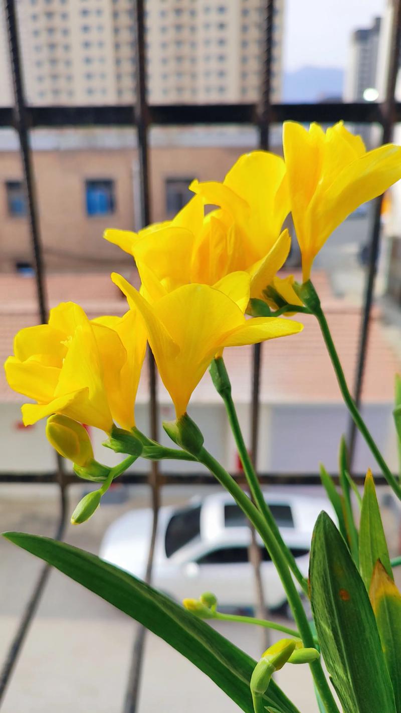 冬天阳台盆栽，哪些花好养又开花？-第2张图片-吾爱花网