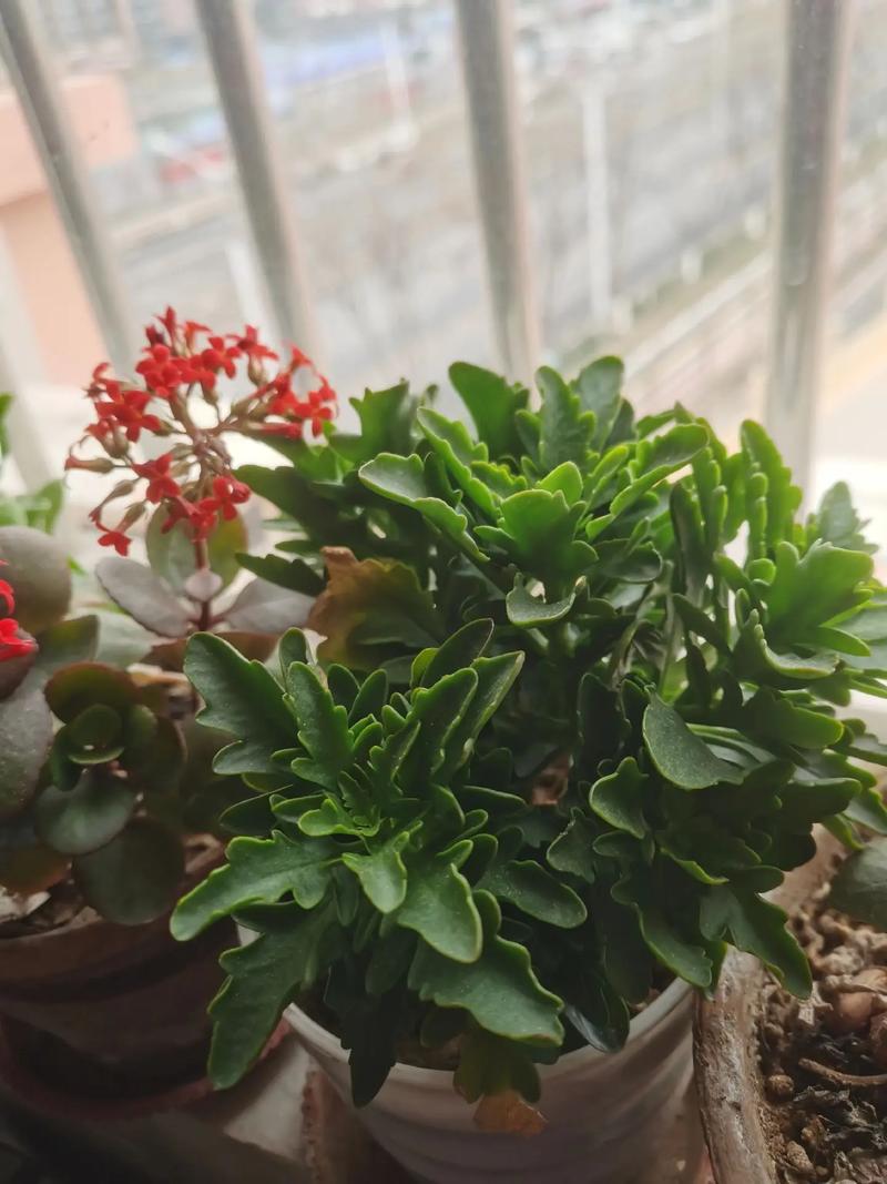 冬天阳台盆栽，哪些花好养又开花？-第3张图片-吾爱花网