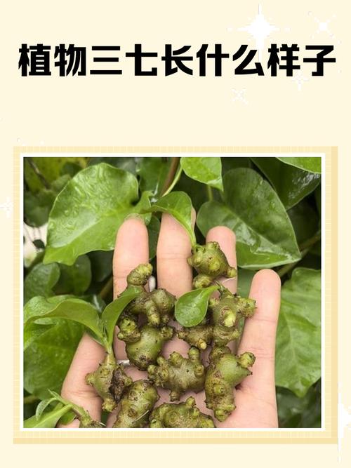 盆栽三七有哪些常见种类？-第1张图片-吾爱花网