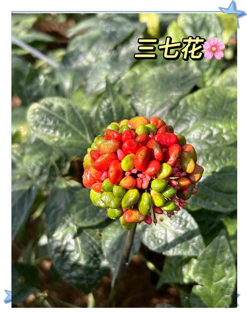 盆栽三七有哪些常见种类？-第2张图片-吾爱花网