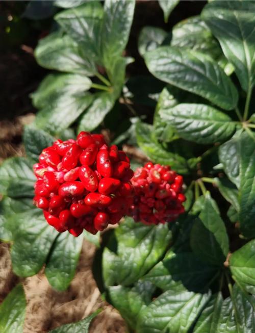 盆栽三七有哪些常见种类？-第3张图片-吾爱花网